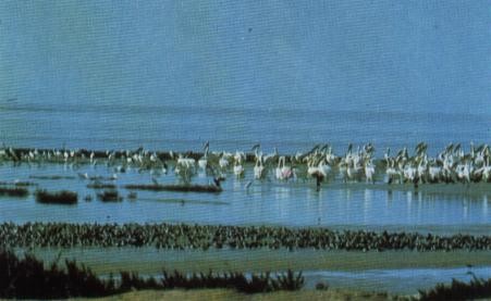 Waituna Wetland